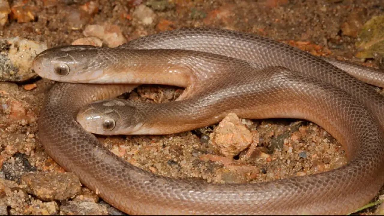 షాద్నగర్లో అరుదైన రెండు తలల పాము.. దీని ధర కోట్ల రూపాయలా? అసలు నిజం ఇదే!