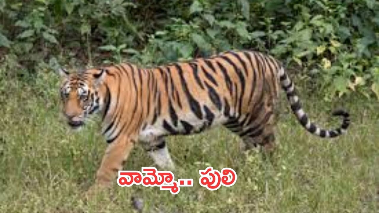 Tiger migration in Siddipeta:సిద్దిపేట జిల్లాలో పులి సంచారం.. భయపడుతున్న జనాలు