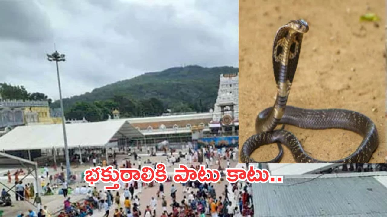 Tirumala:తిరుమల క్యూలైన్లో భక్తురాలికి పాముకాటు.. ఆసుపత్రికి తరలింపు