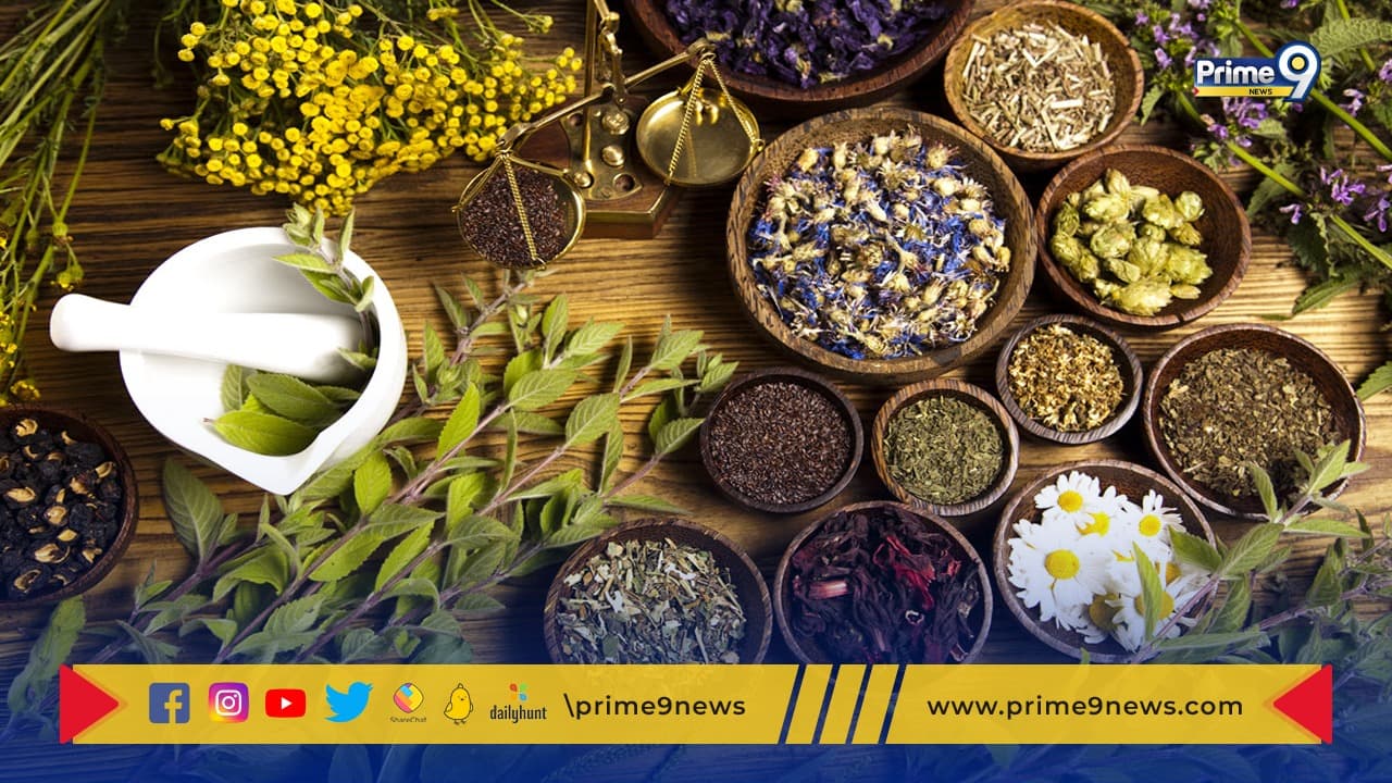 Monsoon Herbs: ఈ మూలికలతో వర్షాకాలంలో వచ్చే సమస్యలు మటుమాయం